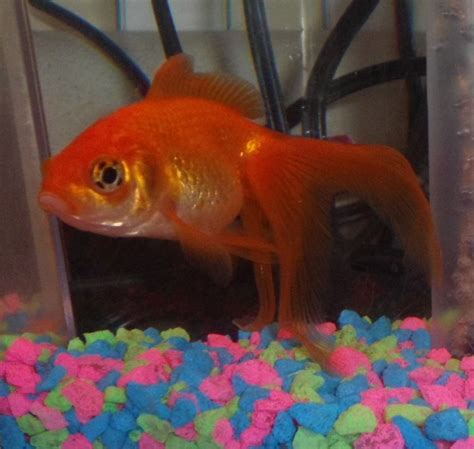 Rants of a Middle-aged Suburbanite: Nemo Goldfish