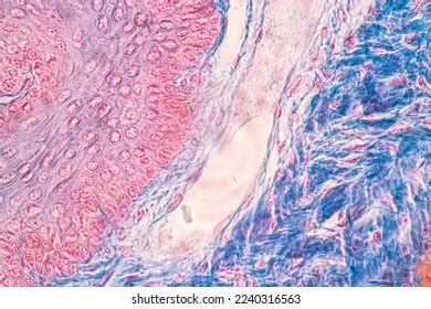 Lung Pituitary Gland Human Under Microscope Stock Photo 2240316563 ...