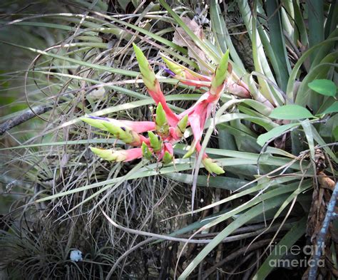 Air Plant Bloom Photograph by Marilee Noland - Fine Art America