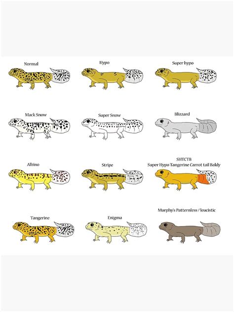 "Common Leopard Gecko Morphs" Poster for Sale by christywoowoo | Redbubble