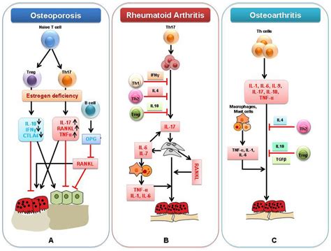 Osteoimmunology of Inflammatory bone diseases. A) The estrogen ...