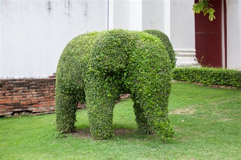 53 Stunning Topiary Trees, Gardens, Plants and Other Shapes