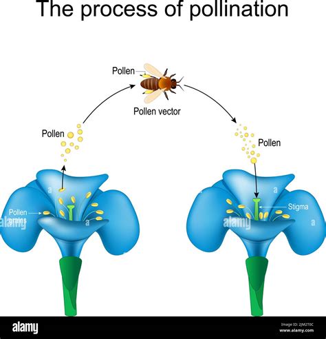 Pollinator in its environment Stock Vector Images - Alamy