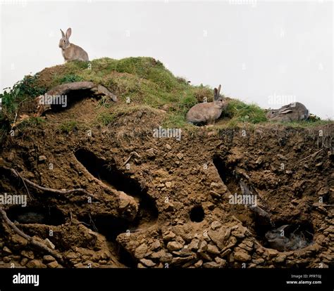 Warren with wild rabbits (Oryctolagus Cuniculus) inside and outside ...