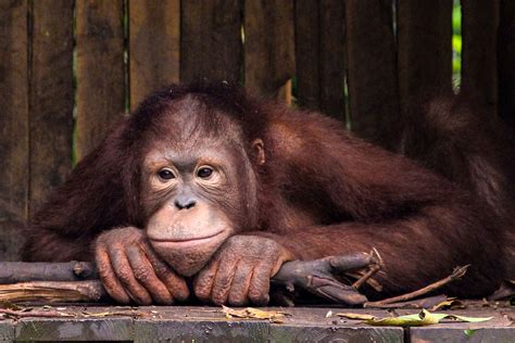 6 Endangered Rainforest Animals You Should Know About - Brightly