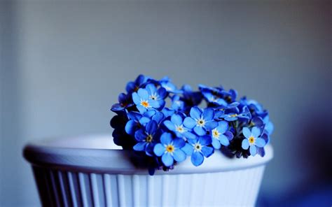 Lovely Blue Flowers wallpaper | 1680x1050 | #23205