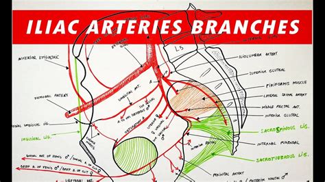 ⭐ Common iliac. Common iliac artery: Anatomy, branches, supply. 2022-10-03