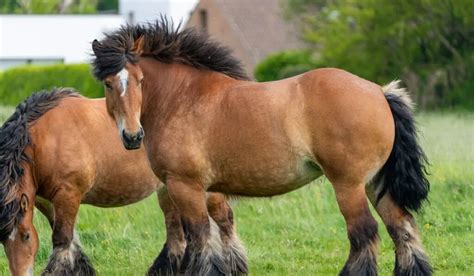 15 Fun Facts About the Ardennes Horse - Helpful Horse Hints