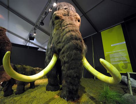 Harvard-led woolly mammoth de-extinction project gets closer to reality ...