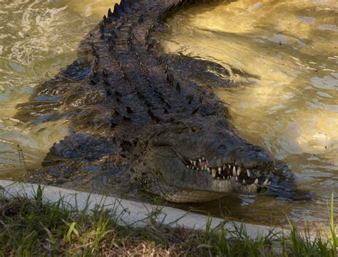 Large gator greeting visitors at Sarasota Jungle Gardens | Sarasota ...