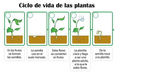 Ciclo de vida de la planta - Curriculum Nacional. MINEDUC. Chile.