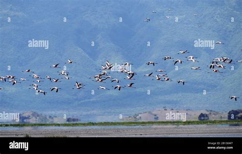 Lake Natron with its Flamingos between Tanzania and Kenya Stock Photo ...