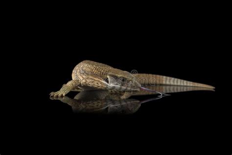 The Savannah Monitor Lizard Isolated on Black Background Stock Image ...