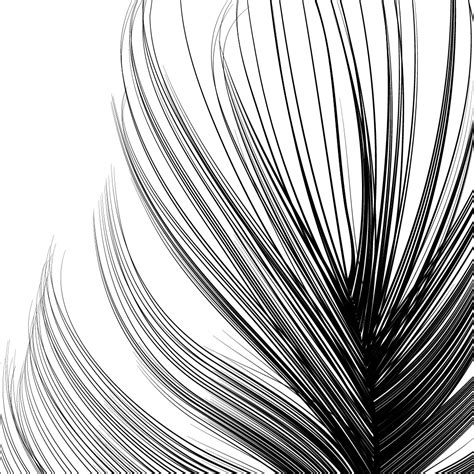 Vector Feather :: Behance