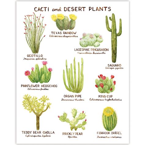 Cacti and Desert Plants Art Print | Cactus art print, Cactus art, Types ...