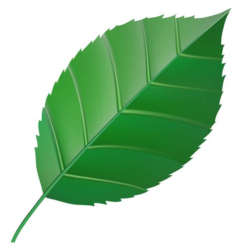 Green leaf transparent clip art image gallery yopriceville high png ...