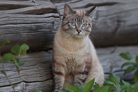 Rabies in Cats: Signs & Symptoms | Midway Veterinary Hospital