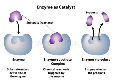 Enzyme Substrate