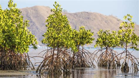 Mangrove Conservation and Restoration: Protecting Indonesia’s Climate ...