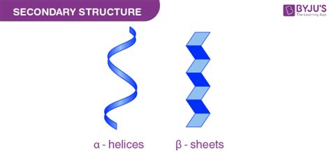 Alpha-Helix and Beta-Sheet - Introduction, Types and Differences ...