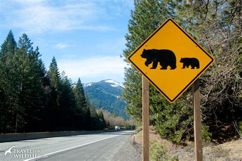 20 Animal Crossing Signs - A Photo Gallery byTravel For Wildlife