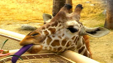 Do giraffes have blue tongues? | Fact of Life for You