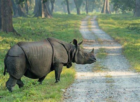 A rhino is crossing the jungle road in Dooars. #rhino #wildlife # ...