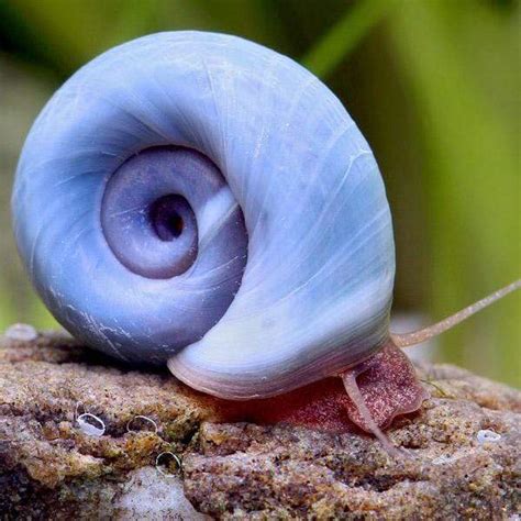 RAMSHORN SNAIL "BLUE" – Aquarists Across Canada