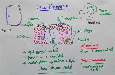 Plasma Membrane Diagram