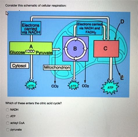 SOLVED: Consider this schematic of cellular respiration: Electrons Ma ...