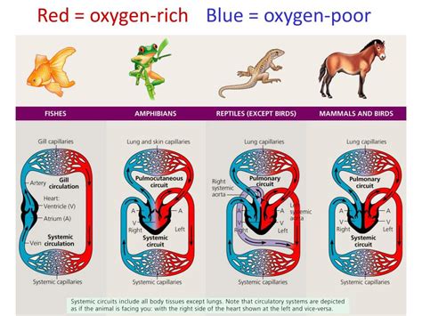 PPT - The Circulatory System open vs. closed PowerPoint Presentation ...