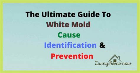 The Ultimate Guide To White Mold Removal-10 Easy Tips