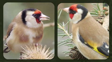 EUROPEAN GOLDFINCHES -- Male & Female - How to tell then apart - YouTube