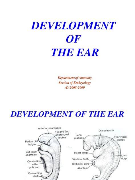 Development of the Ear | Ear | Hearing