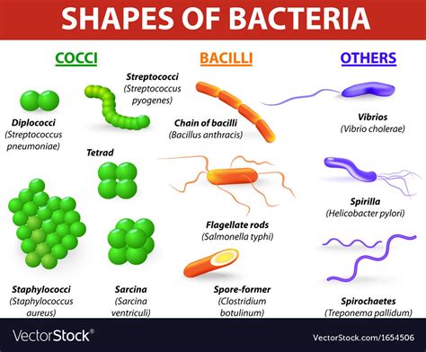 Bacteria Types Chart