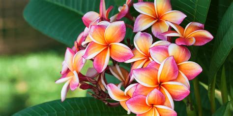 Caring for Plumeria | Living Color Garden Center