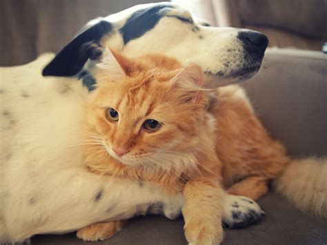 Cat dog hug wallpaper | 1152x864 | #12144