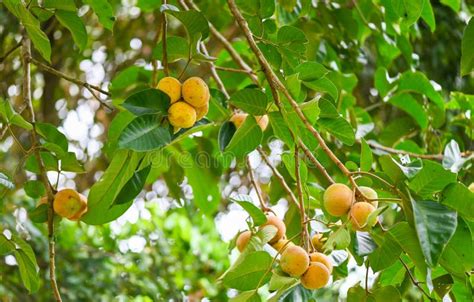 Santol Fruit on Summer in Thailand , Ripe Santol on the Santol Tree ...