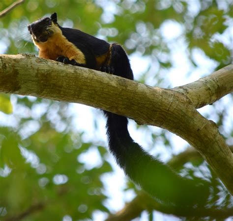 wildlife - bangladesh