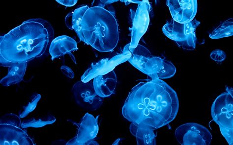 Animal, Jellyfish, Abstract, Blue, Dark wallpaper | animals | Wallpaper ...