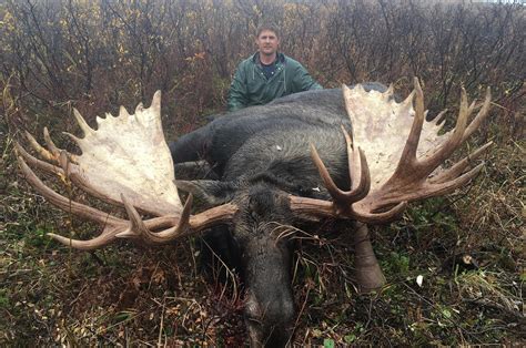 Alaska moose huge in every way | The Spokesman-Review