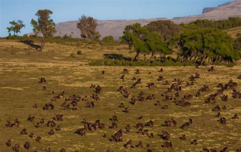 Ethiopia Photo Tour | Wildlife Observations Worldwide