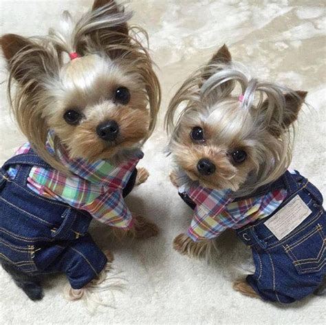 Pin by Mickie McCord on Animals | Yorkie, Yorkie dogs, Cute puppies