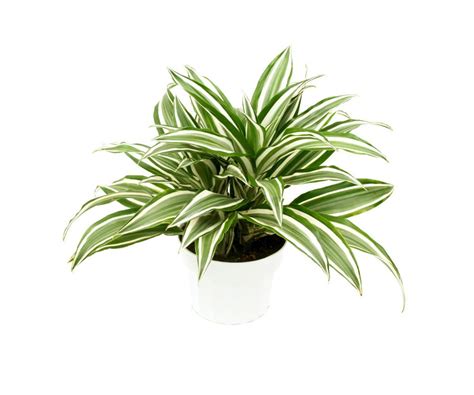 Plantas decorativas de interior: Dracena Deremensis