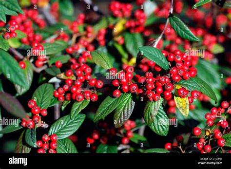 cotoneaster franchetii red berry berries autumn closeup selective focus ...