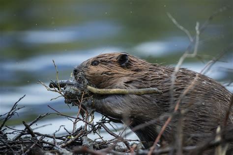 11 Wild Wetland Animals