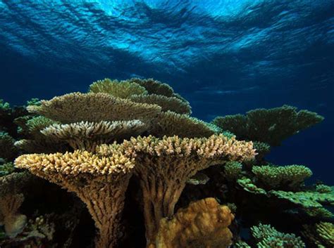 What Are Coral Reefs? | Live Science