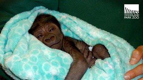 Adorable baby gorilla born at Seattle's Woodland Park Zoo - ABC7 Los ...