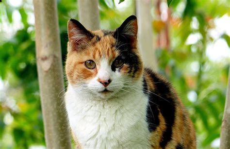 The 119 Most Popular Calico Cat Names