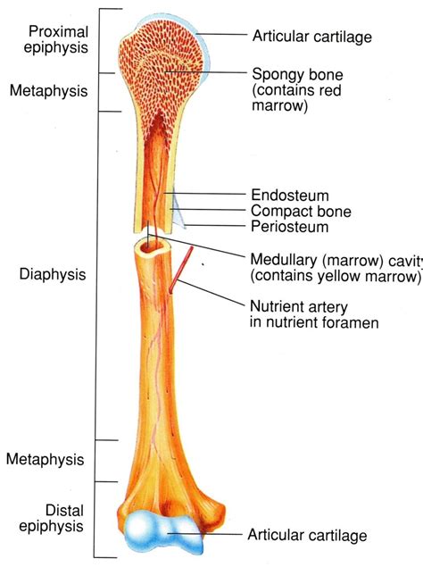 Compact Bone Diagram - koibana.info | Human body anatomy, Anatomy bones ...